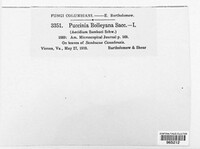 Puccinia bolleyana image